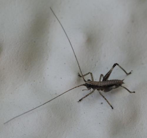 Bradyporinae